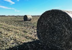 Corn stover round bales sit on a farm in Manitoba’s Interlake region.  |  Judy Billingham photo