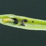 Cabbage seedpod weevil larva. | Canola Council of Canada photo