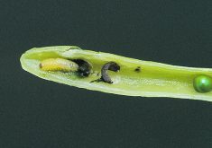 Cabbage seedpod weevil larva. | Canola Council of Canada photo