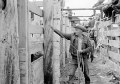 The National Film Board documentary Stampede, from 1963, took a look behind the chutes at the annual event. | National Film Board of Canada photo