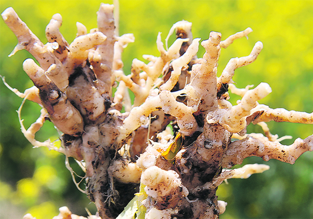 Clubroot, Richardson’s ground squirrel, grasshoppers and the warble fly are no longer on the list of declared pests. All are considered endemic. | File photo
