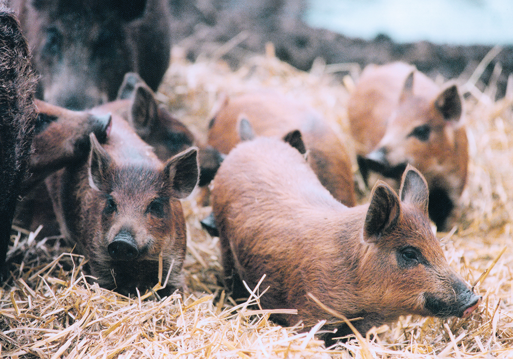 The Saskatchewan government says it is aware of 15 wild boar farms in the province, but there might be more because they have not been licensed up till now.  |  File photo