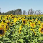 Finding researchers to study sunflowers, corn and some other crops grown in Manitoba can be difficult, which is why the Manitoba Crop Alliance (MCA) hired a consultant to evaluate crop research capacity in the province. | File photo