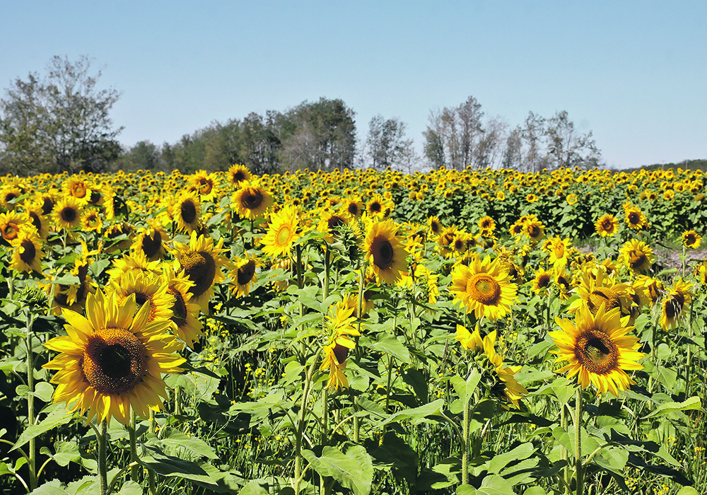Finding researchers to study sunflowers, corn and some other crops grown in Manitoba can be difficult, which is why the Manitoba Crop Alliance (MCA) hired a consultant to evaluate crop research capacity in the province. | File photo