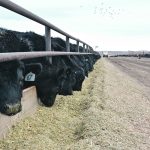 Some of the new feed regulations released by the Canadian Food Inspection Agency are in effect now, but others will have a staggered rollout over the next 18 months. | File photo