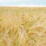 Russian barley exports to India increased 67 per cent this crop year. The two countries have set a bilateral trade target of $100 billion across a “broad base” by 2030, up from the current $65 billion. | File photo