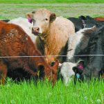Gathering weight data is the first step for beef farmers who want to manage their herd more precisely. | File photo