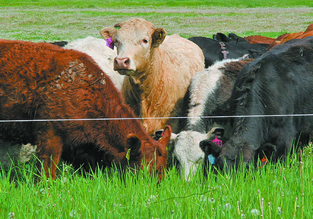 Gathering weight data is the first step for beef farmers who want to manage their herd more precisely. | File photo