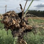 Clubroot-infected canola plant identified in clubroot nursery.