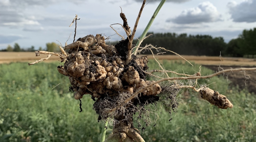 Clubroot-infected canola plant identified in clubroot nursery.