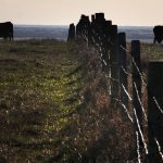 A trial with a wireless virtual fencing system near St. Walburg, Sask., offers an alternative to phyical posts and barbed wire. | File photo