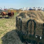 Feed was plentiful for cattle at Ag In Motion, unlike the challenges beef producers had to acquire enough feed during the past few years of drought on the Prairies. | John Greig photo