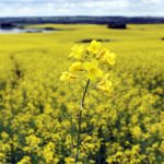 Four major U.S. farm groups are pushing the American government to restrict imports of biofuel feedstocks, a move that would be a massive blow to Canada’s grain and oilseed sector. | File photo