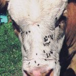 Flies are a harassing nuisance in all livestock animals, causing stress and contributing to production losses as they seek relief. | File photo