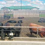 Feedlots use feed conversion rates to improve profit margins. | Janelle Rudolph photo