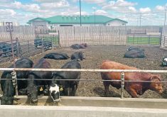 Feedlots use feed conversion rates to improve profit margins.  |  Janelle Rudolph photo