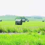 Hay bales sit in a field in western Manitoba. | Alexis Stockford photo