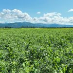 Peas bloom on this farm northeast of Whitehorse. | Karen Briere photo