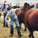 Youth at the Stampede event in Lloydminster showed their animals with safety and care. The photo, taken by William Dekay, was published in the Dec. 31, 2020, issue. | File photo
