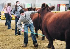 Youth at the Stampede event in Lloydminster showed their animals with safety and care. The photo, taken by William Dekay, was published in the Dec. 31, 2020, issue.  |  File photo