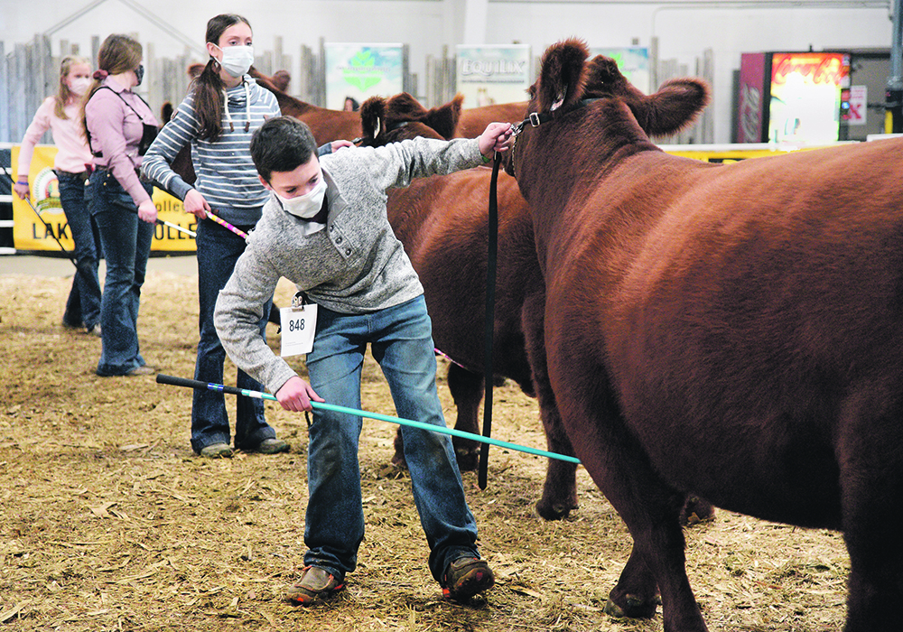 Youth at the Stampede event in Lloydminster showed their animals with safety and care. The photo, taken by William Dekay, was published in the Dec. 31, 2020, issue.  |  File photo