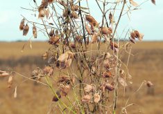 Limagrain may have a limited release of its new lentil varieties this fall for 2025 planting, but a larger portion of the commercial release will happen in fall 2025.  |  File photo