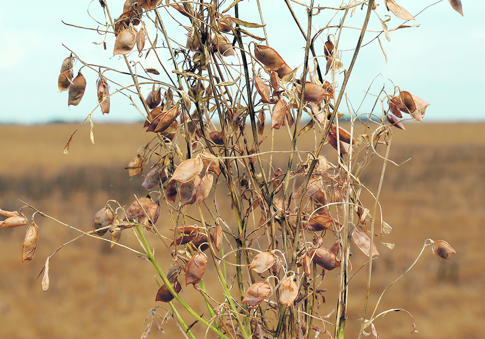 Image for Pulse grower-funded lentils near release date