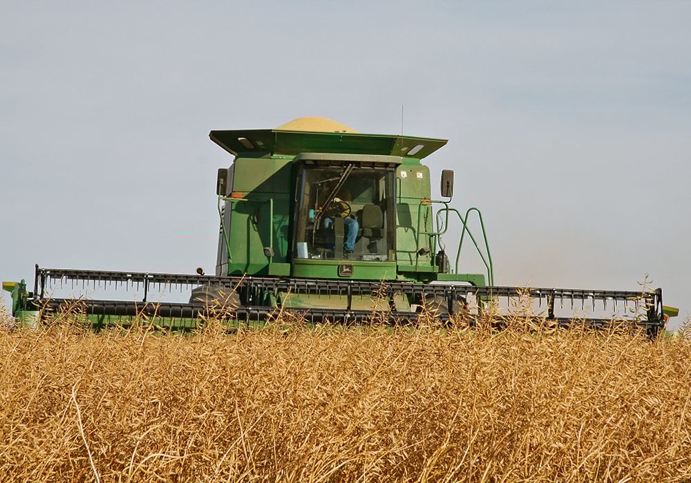 Mustard prices are expected to be 30 to 50 cents per pound this year, down from the $1 per lb. of recent years.  |  File photo