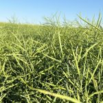 A poor domestic harvest is expected to increase demand for canola in Europe. | File photo