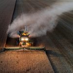Wheat harvest near Cayley, Alberta. Canadian producers can expect stiff competition from south of the border with American farmers expecting a big crop. | Mike Sturk photo.