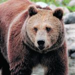 The author writes that if the Alberta government was serious about wildlife co-existence, it would take a deep dive into why conflicts occur rather than allow grizzly bears to be hunted. | File photo