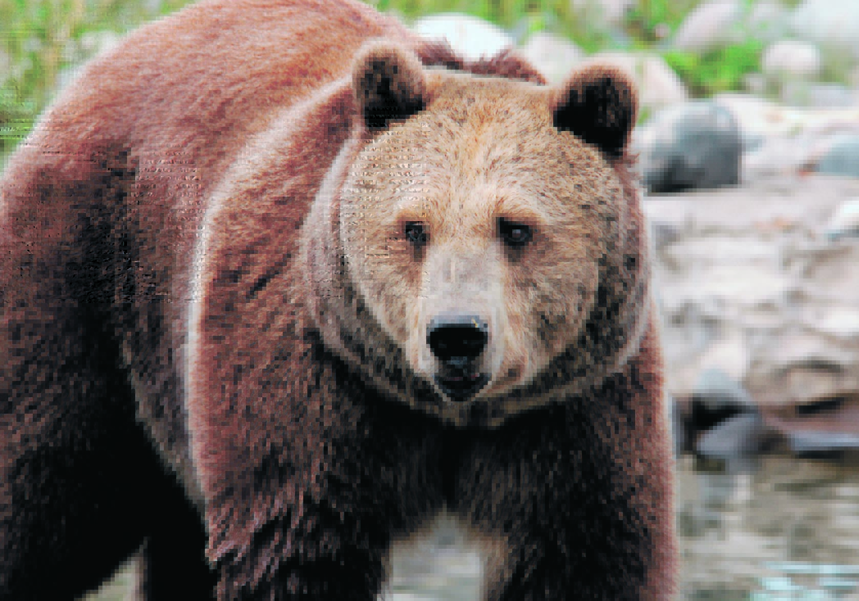 The author writes that if the Alberta government was serious about wildlife co-existence, it would take a deep dive into why conflicts occur rather than allow grizzly bears to be hunted.  |  File photo