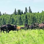 Bison graze in a Saskatchewan pasture. | Janelle Rudolph photo