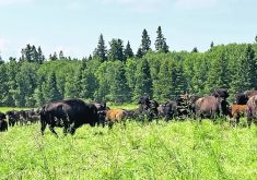 Bison graze in a Saskatchewan pasture.  |  Janelle Rudolph photo