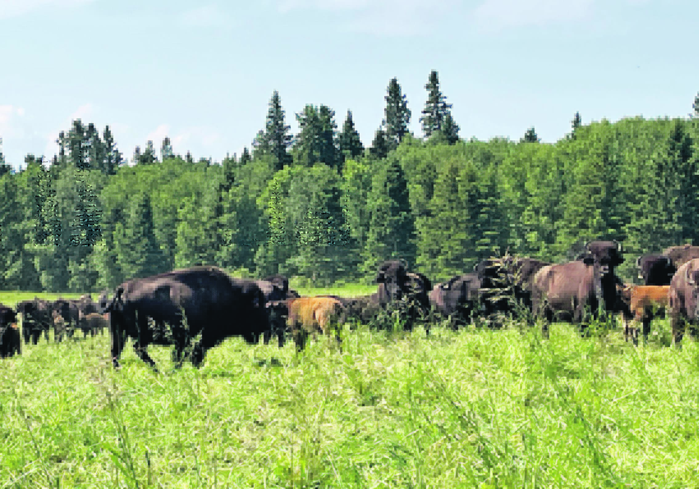 Bison graze in a Saskatchewan pasture.  |  Janelle Rudolph photo