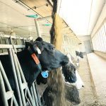 A robotic feed system at work at a dairy near Grunthal, Man. | Shannon Vanraes photo