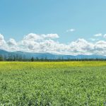 The growing season in the Yukon is lengthening due to climate change, and is expected to continue, but the shift could be undermined by melting permafrost. | Karen Briere photo