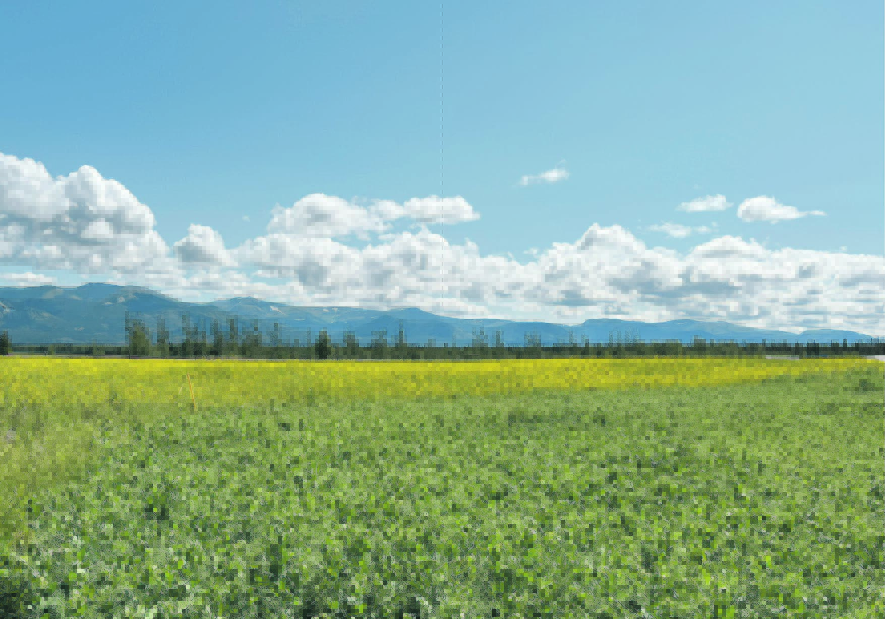 The growing season in the Yukon is lengthening due to climate change, and is expected to continue, but the shift could be undermined by melting permafrost.  |  Karen Briere photo