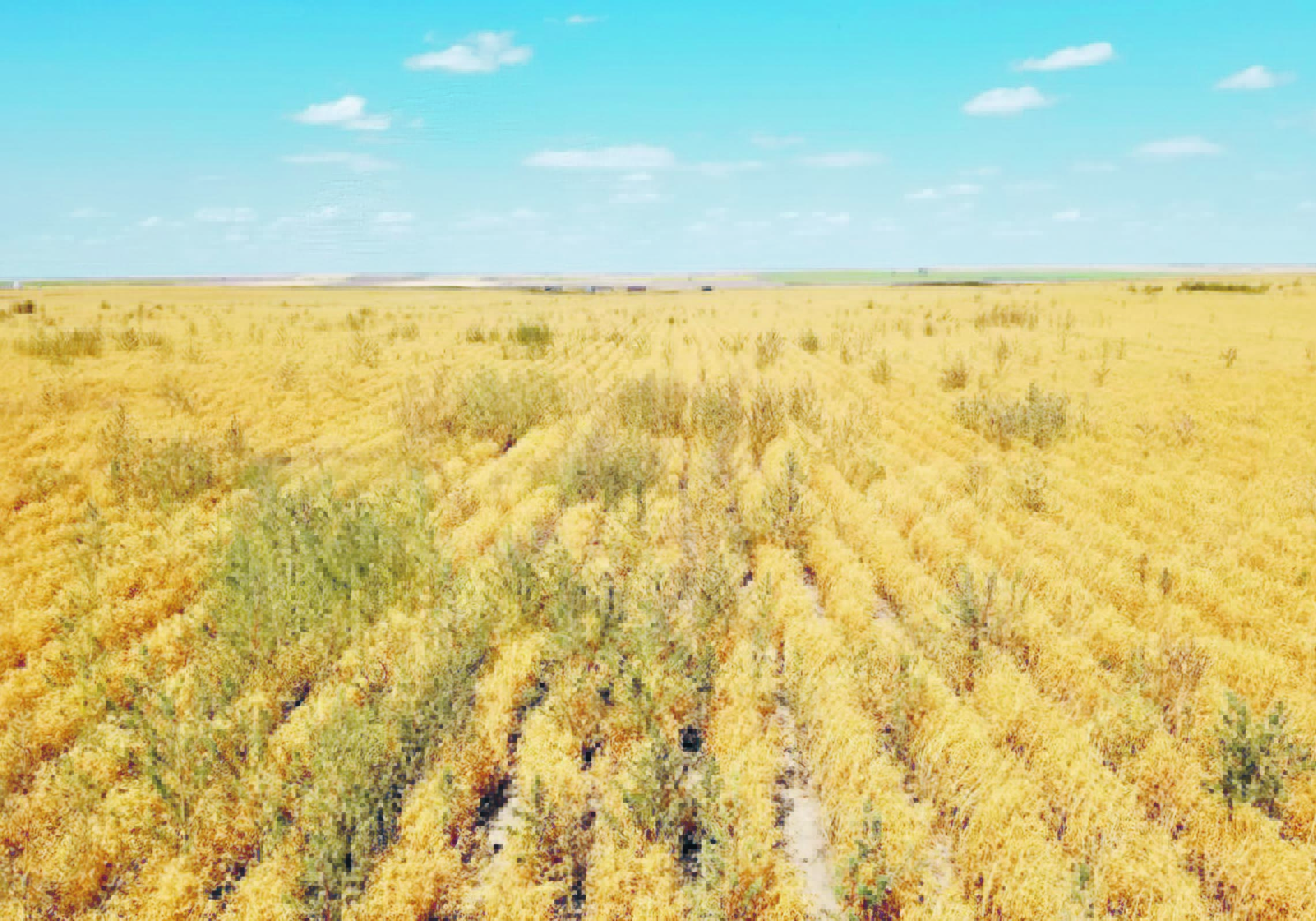 The most recent Saskatchewan survey found that in fields where kochia was present, the weed was Group 2-resistant 100 per cent of the time.  |  Charles Geddes photo