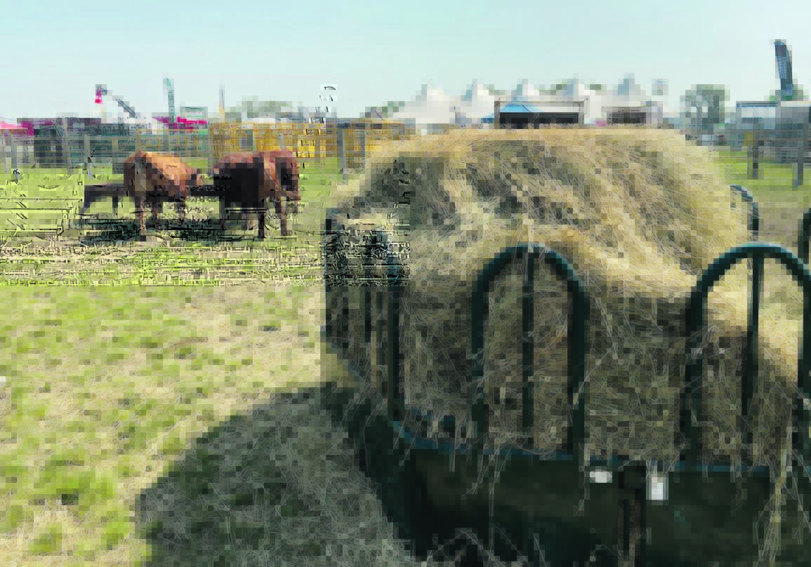 Image for Beef sector learned feed lessons during drought