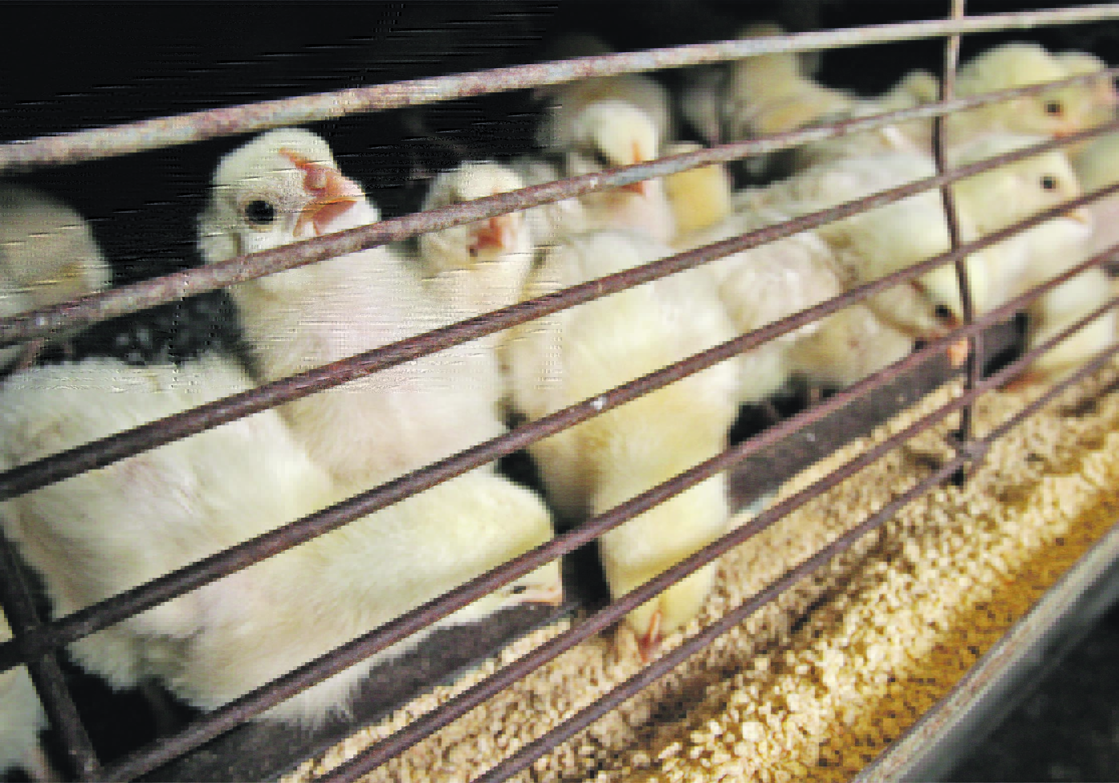 Health experts have raised concerns about the risk to workers as they euthanize infected animals and the risk to the public if carcasses are transported to landfills.  |  Reuters/Richard Carson photo