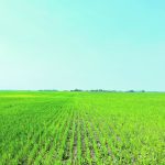 A side-by-side comparison of a tilled, left, and no-till field is part of a trial on Jade Leicht’s organic farm. | Janelle Rudolph photo