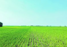 A side-by-side comparison of a tilled, left, and no-till field is part of a trial on Jade Leicht&rsquo;s organic farm.  |  Janelle Rudolph photo