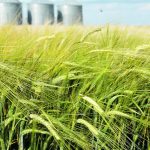 Prairie barley growers may wonder why prices are falling even as their stocks dwindle, but “this is just a readjustment of the whole commodities complex,” says a grain broker. | File photo