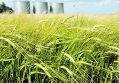 Prairie barley growers may wonder why prices are falling even as their stocks dwindle, but “this is just a readjustment of the whole commodities complex,” says a grain broker.  |  File photo