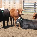 Confusion over legal ownership of cattle found in a Martensville pasture led to charges of theft being stayed. | File photo
