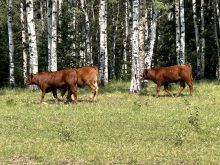 Cattle graze in the Rockies near the Alberta-BC border. Producer organizations are considering submissions during public consulations on changes to the Competition Act regarding environmental benefits of  beef and other agriculture products. | File photo