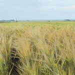 Canadian barley can only squeeze buyers so hard, considering U.S. corn is expected to be plentiful this fall and winter. | File photo
