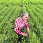 Lana Shaw, research manager at the South East Research Farm, must juggle a multitude of contrasting agronomic requirements as she oversees hundreds of trials commissioned by dozens of clients. | Ed White photo