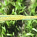 Yellow-orange coloured lesions of stripe rust can be seen on the leaves of infected cereal plants. | Ontario Agriculture Ministry photo